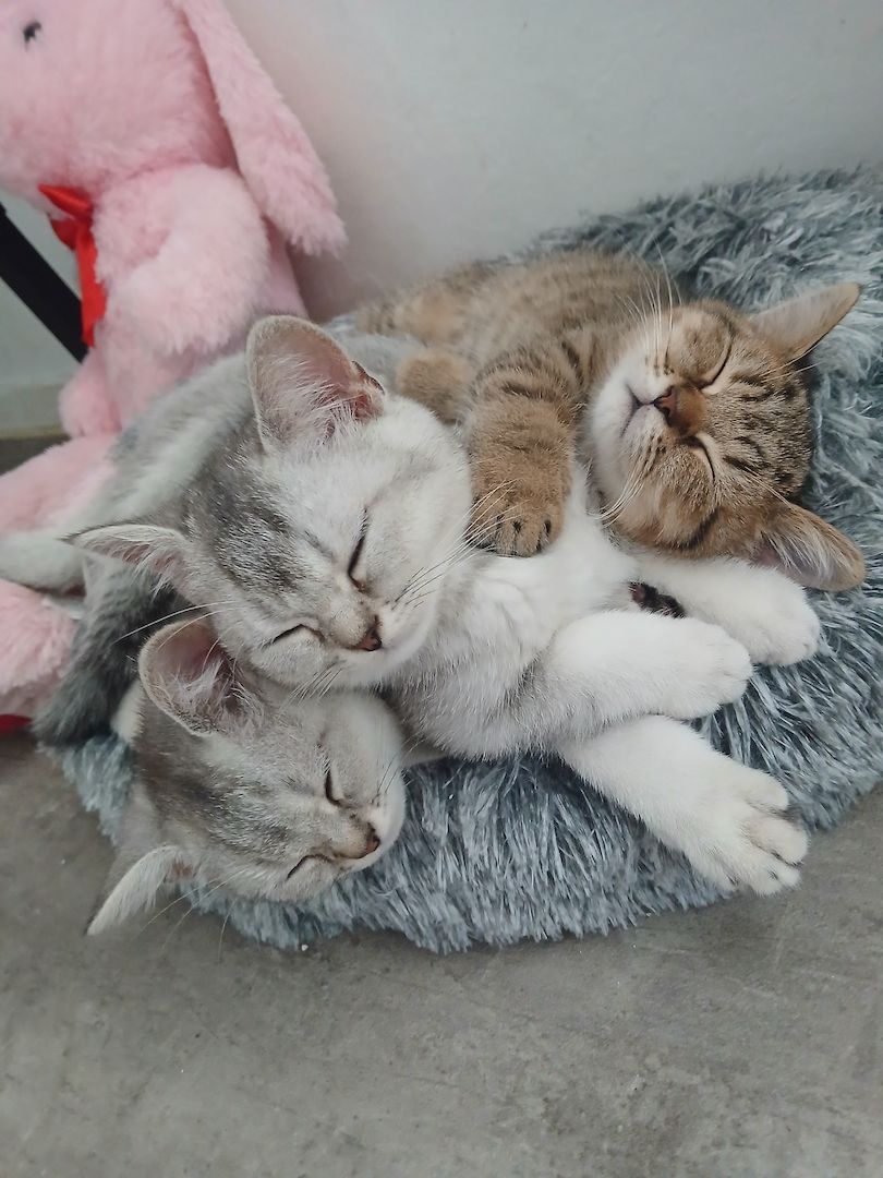 Drei zuckersüße BKH-Kitten suchen noch ihr liebevolles Zuhause