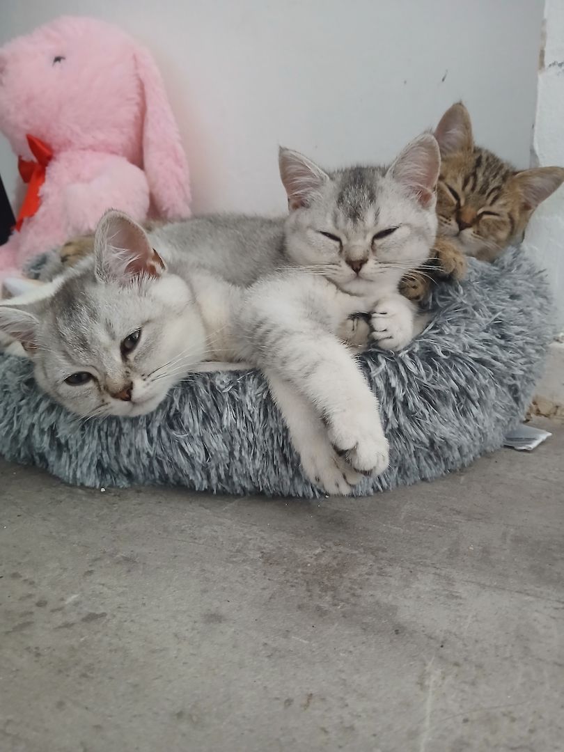 Drei zuckersüße BKH-Kitten suchen noch ihr liebevolles Zuhause