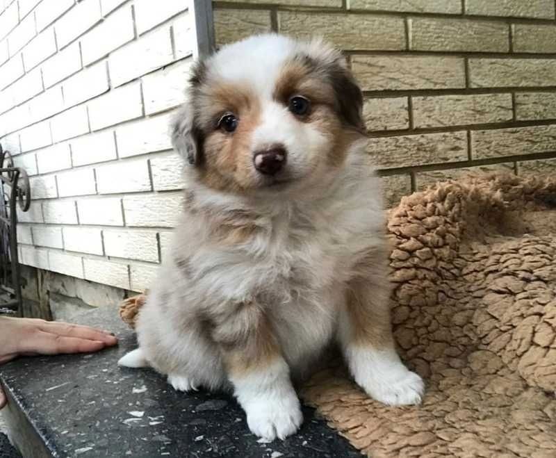 Australischer Schäferhund zu verkaufen