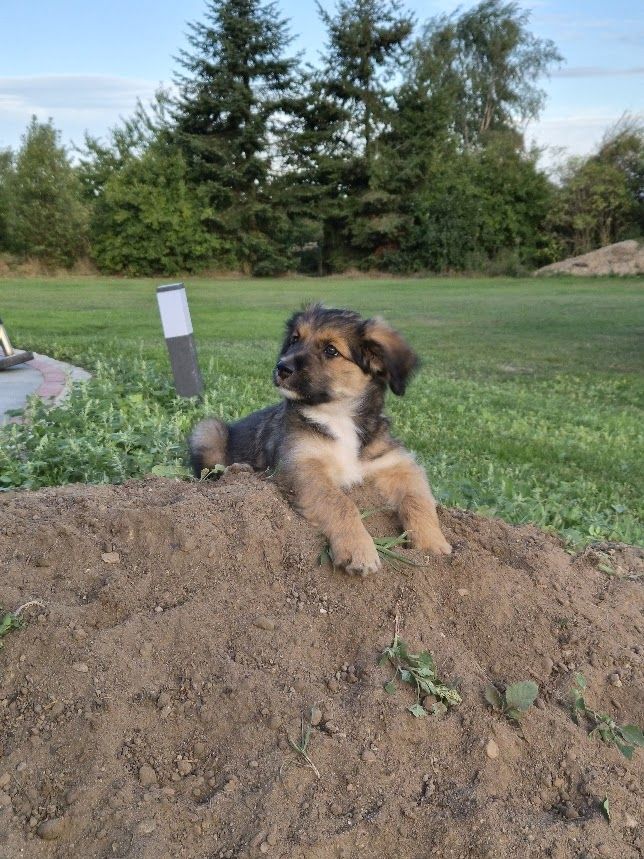Welpen Briard Australien Shepherd