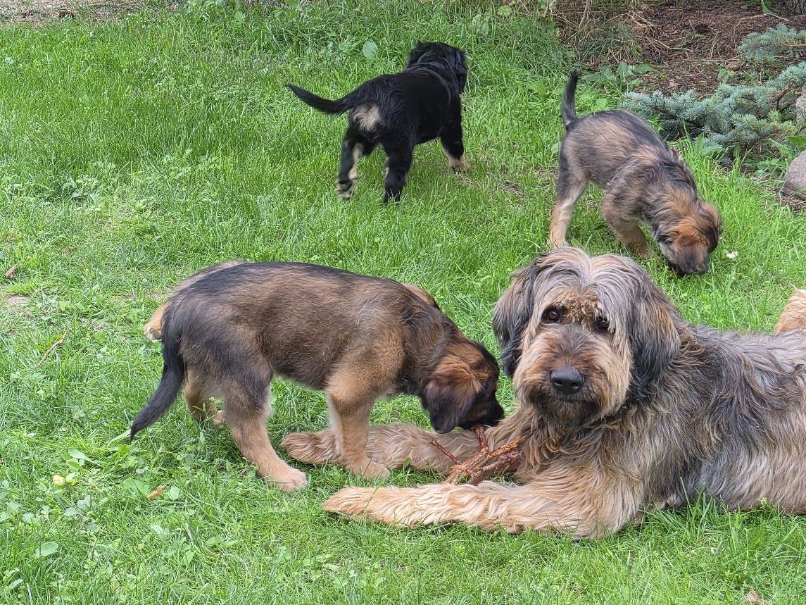 Welpen Briard Australien Shepherd