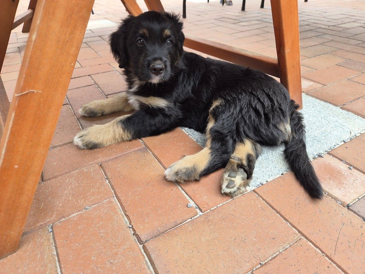 Welpen Briard Australien Shepherd