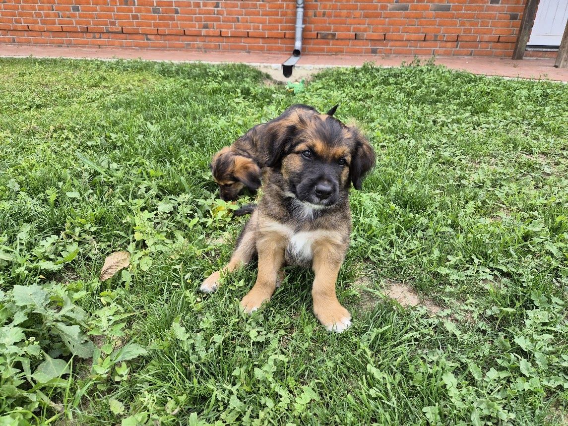 Welpen Briard Australien Shepherd
