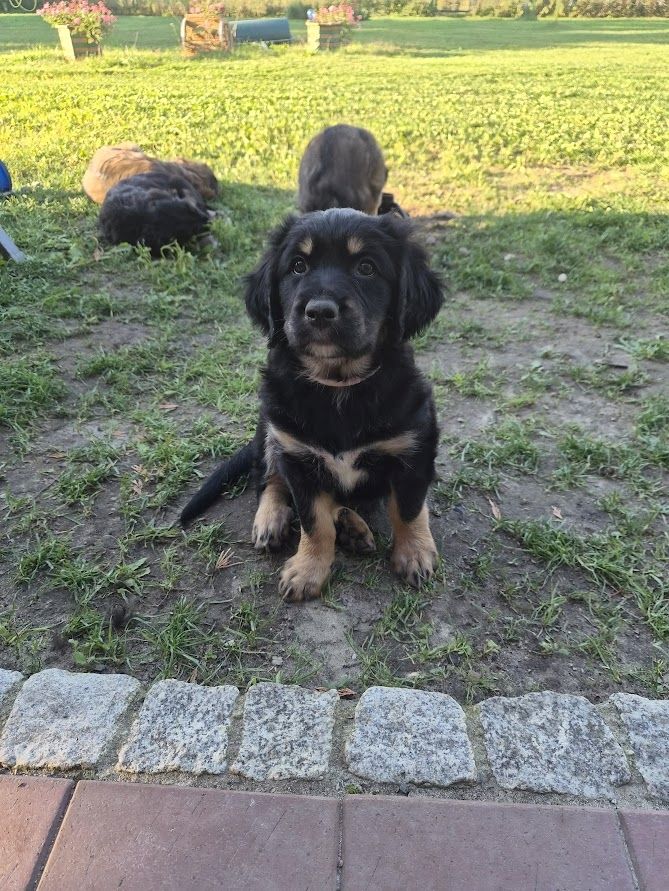 Welpen Briard Australien Shepherd
