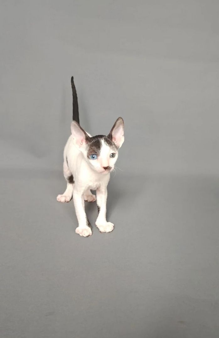 Wunderschöne Cornish-Rex-Kätzchen