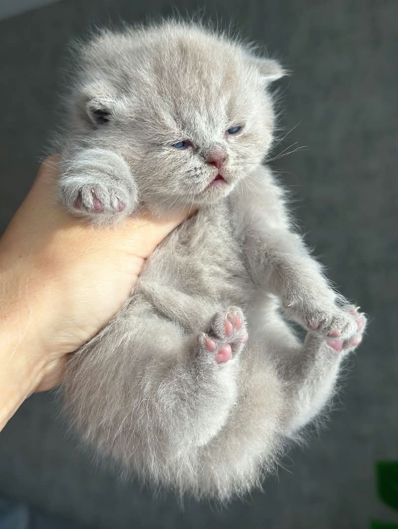 Britisch Kurzhaar-Kätzchen zur Adoption