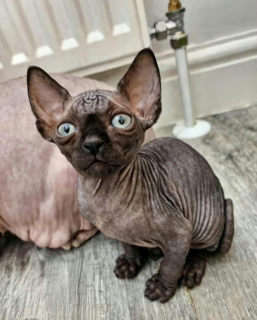 Sphynx-Kätzchen zur Adoption