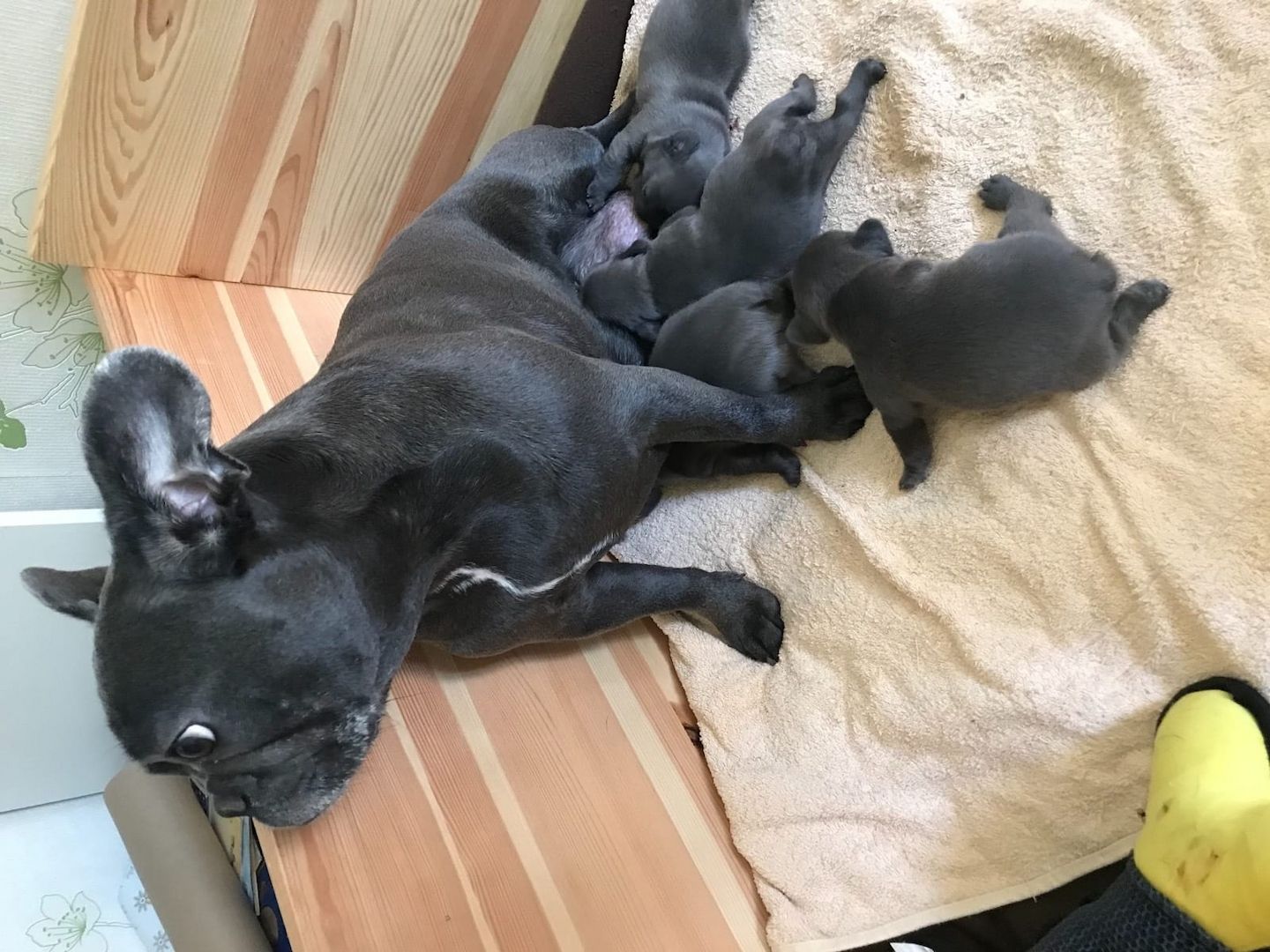 Französische Bulldoggen Welpen mit Ahnentafel