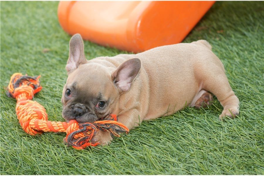 Französische Bulldoggen Welpen (Blue) suchen ein Zuhause