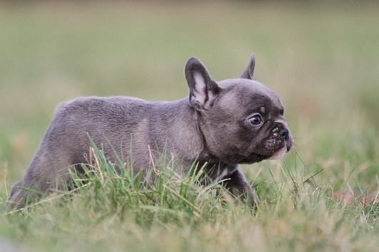 Französische Bulldoggen Welpen (Blue) suchen ein Zuhause