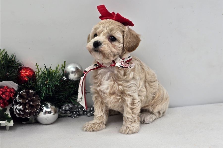 Maltipoo Welpen suchen liebevolles Zuhause