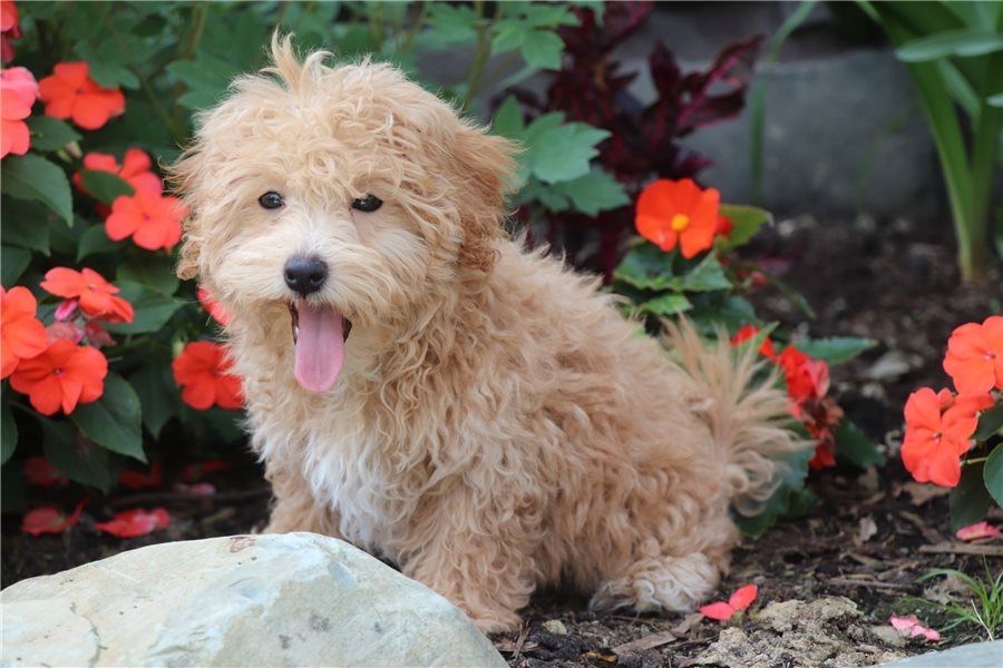 Maltipoo Welpen suchen liebevolles Zuhause