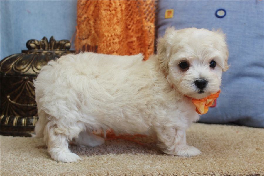 Maltipoo Welpen