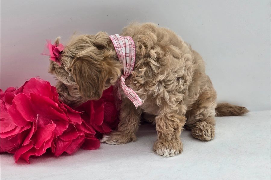 Maltipoo Welpen