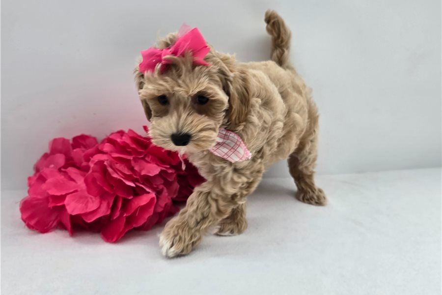 Maltipoo Welpen