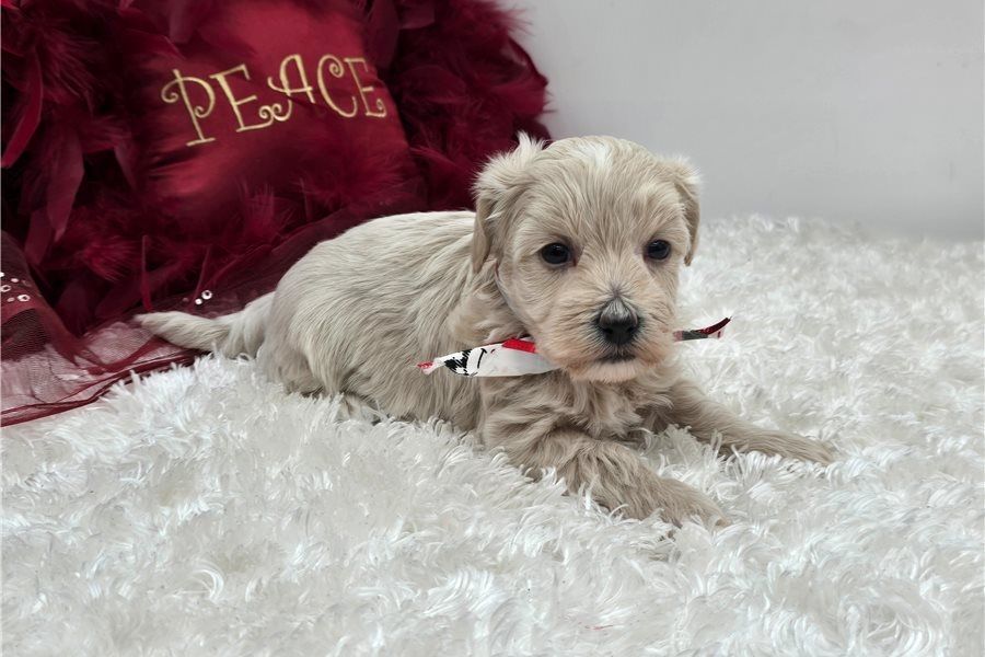 Maltipoo Welpen