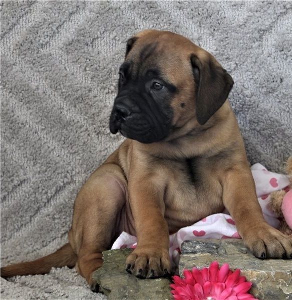 Bullmastiff Welpen suchen ihre Familie