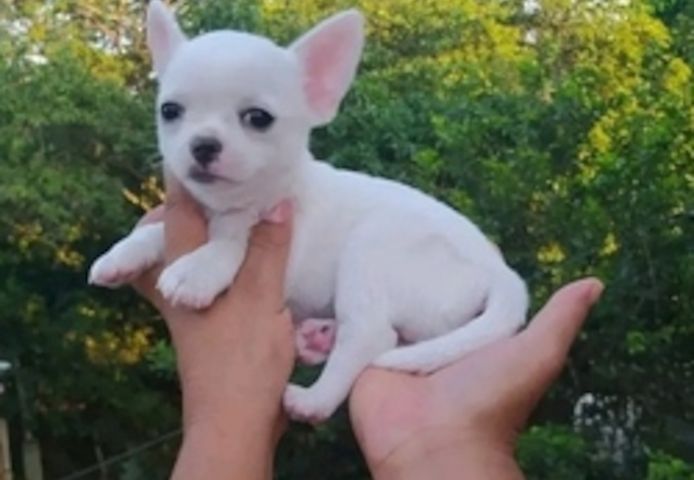 Sehr liebevolle Chihuahua-Welpen