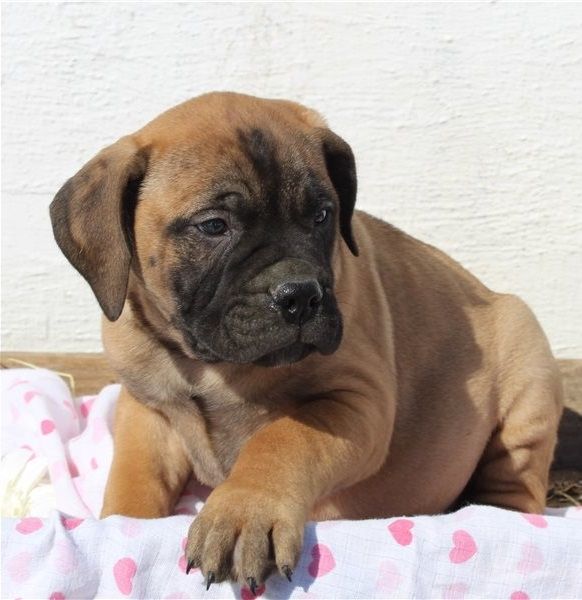 Reinrassige Bullmastiff Welpen