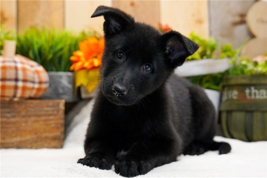 Deutsche Schäferhund Welpen