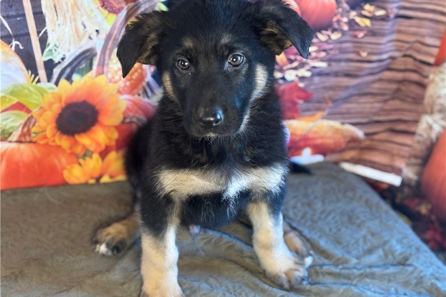 Deutsche Schäferhund Welpen