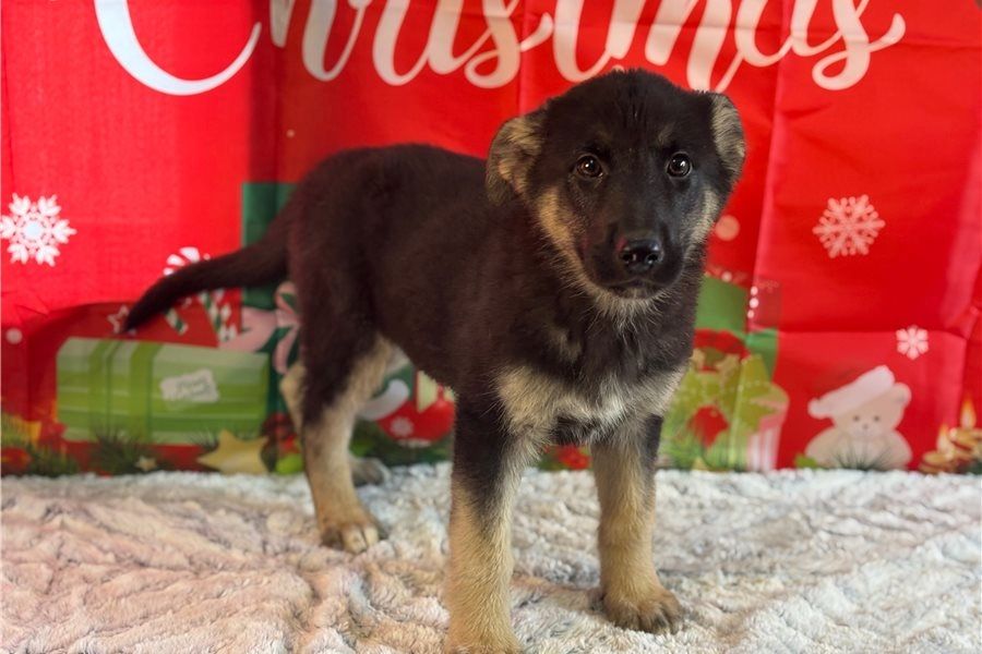 Deutsche Schäferhund Welpen