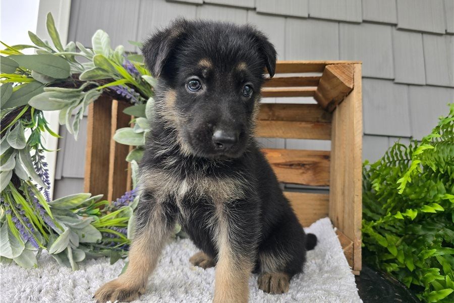 Deutsche Schäferhund Welpen