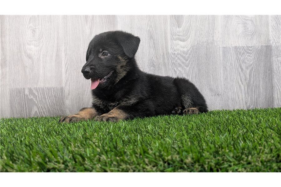 Deutsche Schäferhund Welpen