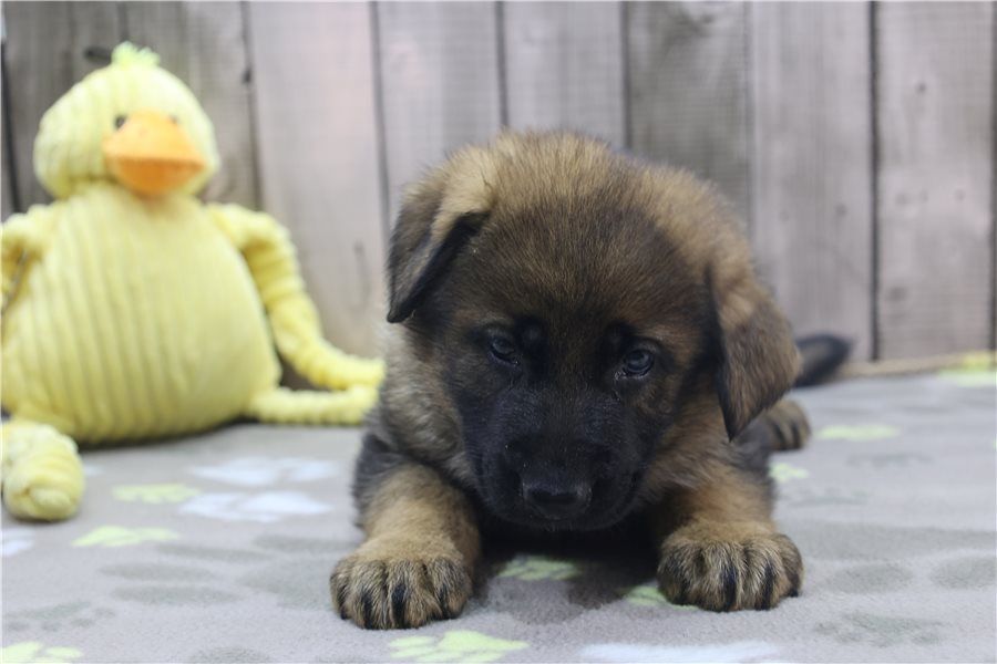 Deutsche Schäferhund Welpen