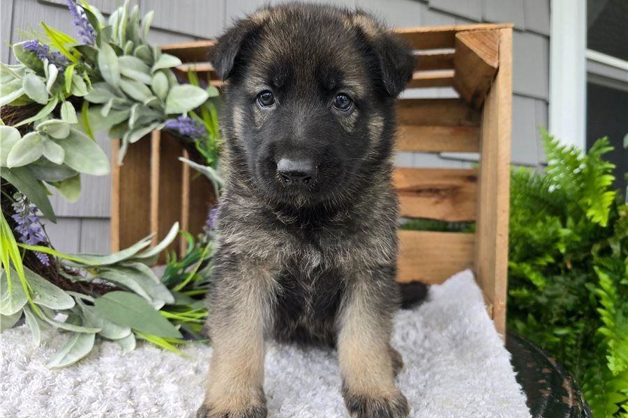 Deutsche Schäferhund Welpen