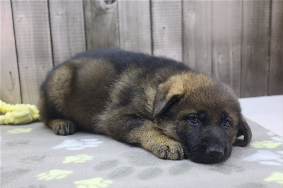 Deutsche Schäferhund Welpen