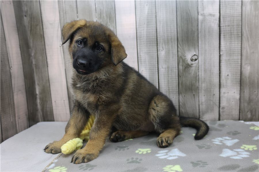 Deutsche Schäferhund Welpen