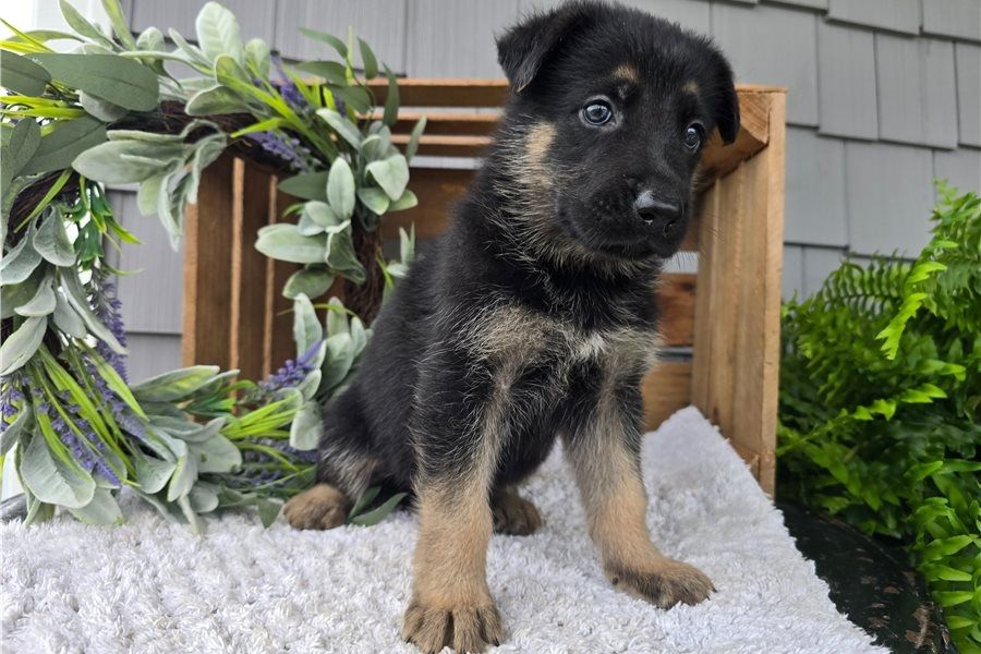 Deutsche Schäferhund Welpen