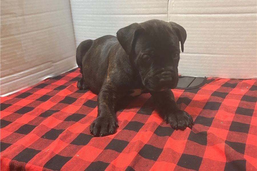 Wunderschöne Blaue cane corso welpen