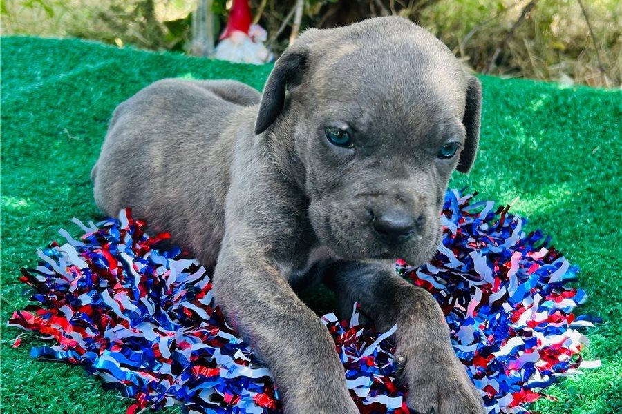 Wunderschöne Blaue cane corso welpen
