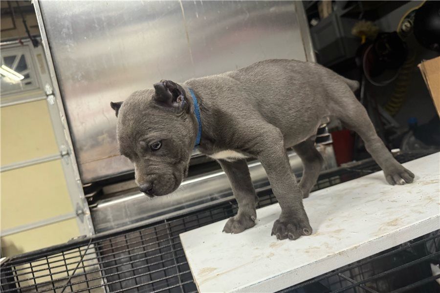 Wunderschöne, cane corso welpen &nbsp;mit Papieren,