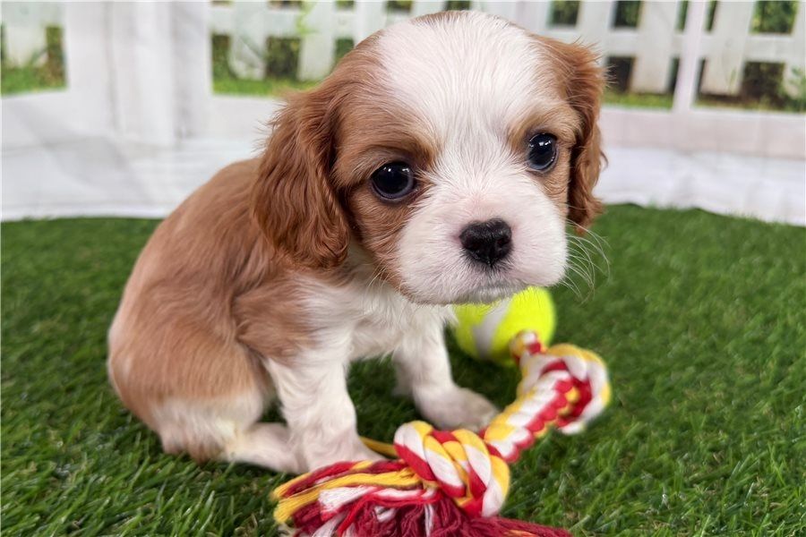 Cavalier King Charles Welpen Rüden und Hündinnen