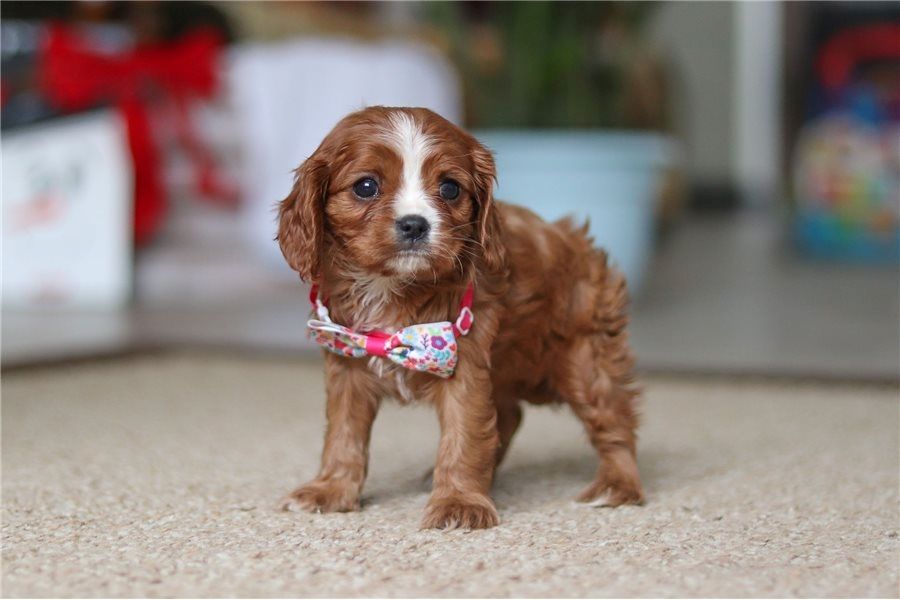 Cavalier King Charles Welpen Rüden und Hündinnen