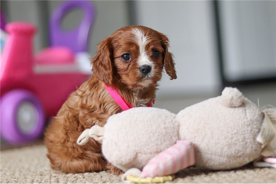 Cavalier King Charles Welpen Wunderschöne