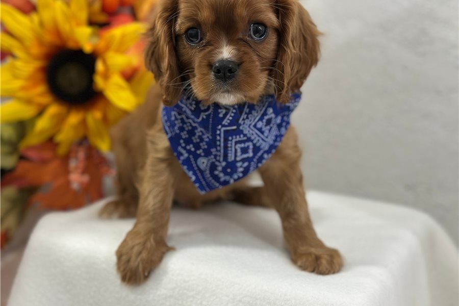 Cavalier King Charles Welpen Wunderschöne