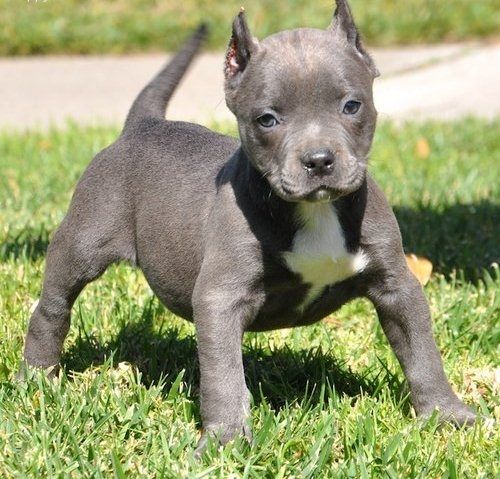 American Bully welpe Welpe in Blue