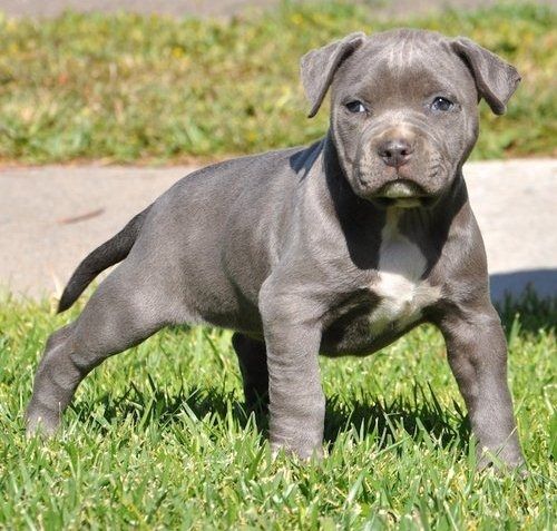 Wunderschöne&nbsp;American Bully welpe&nbsp; in Blue