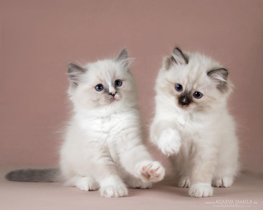 Ragdoll-Katzen,