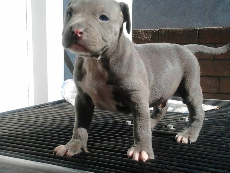 American Blue-Line Pit Bull Terrier Welpen,,