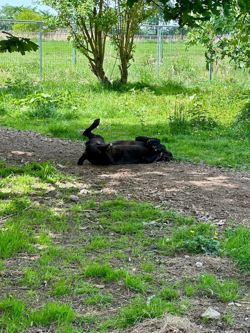 ❤️ Besonderer Bono sucht Glück ❤️