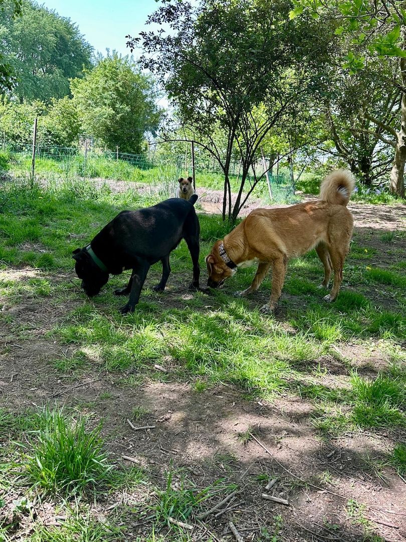 ❤️ Besonderer Bono sucht Glück ❤️