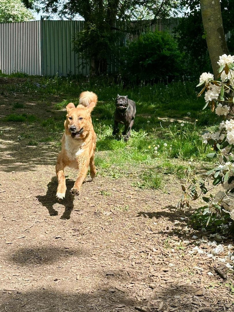 ❤️ Besonderer Bono sucht Glück ❤️