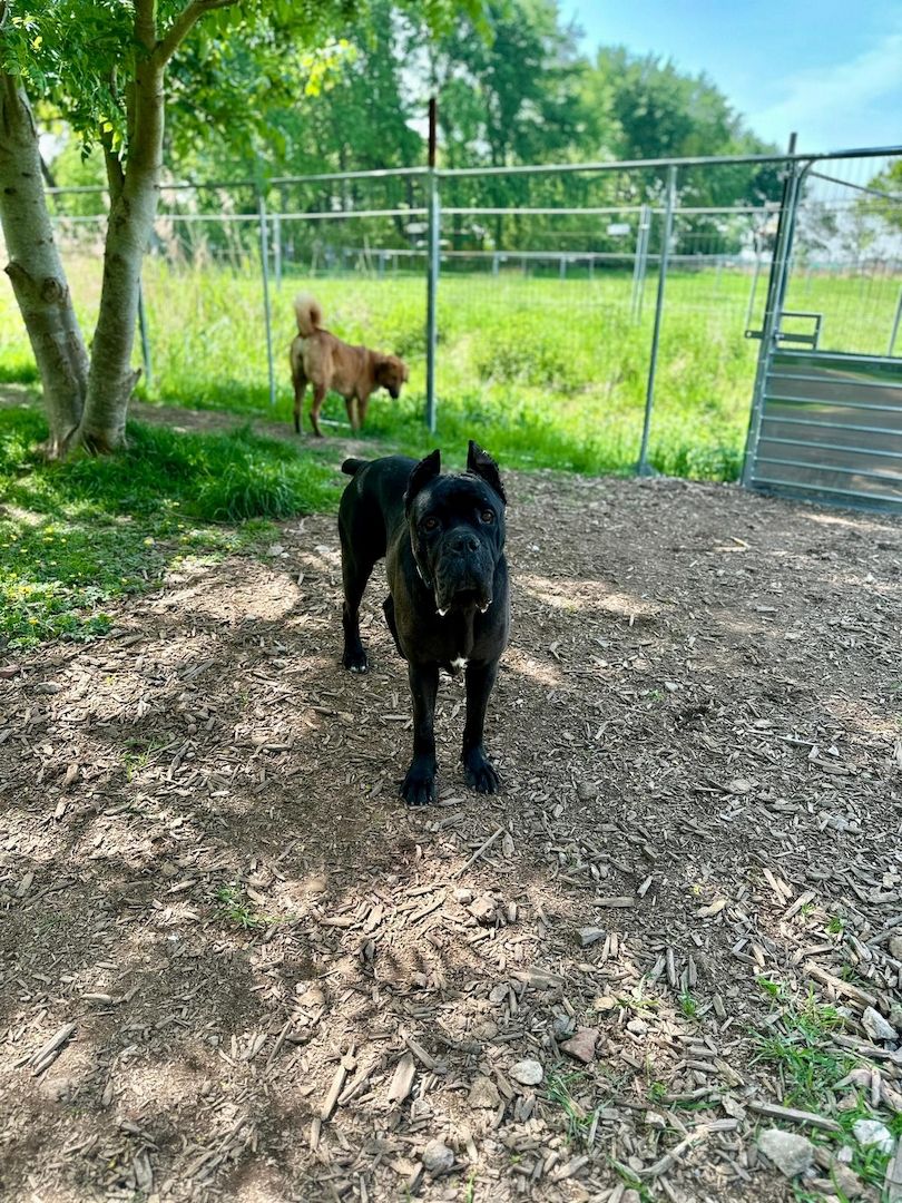 ❤️ Besonderer Bono sucht Glück ❤️
