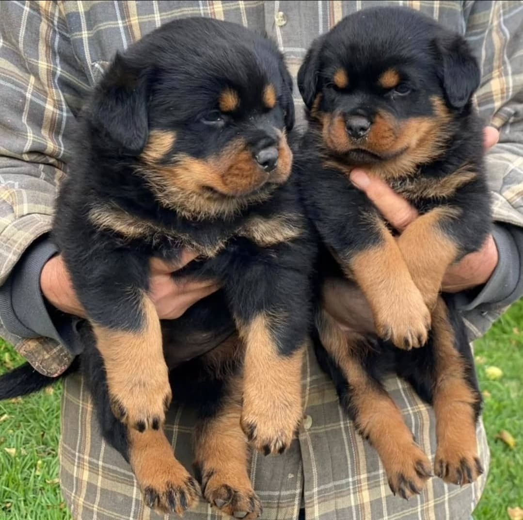 Rottweilerwelpen verfügbar