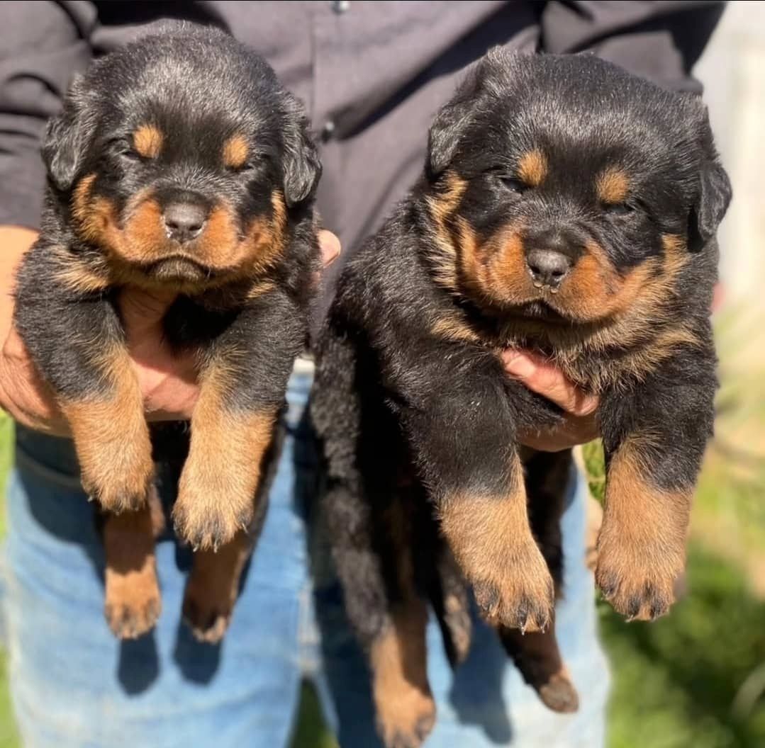Rottweilerwelpen verfügbar